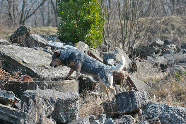 Ricerca su macerie - Dog Academy Italia, Addestramento cani Varese